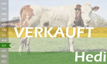 trchtige Fleckvieh Kalbin zu verkaufen, beweidet und ruhig